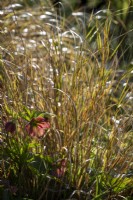 Anemanthele lessoniana grass with Helleborus - Hellebore