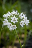 Allium 'Cowanii'