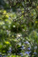 Corylus avellana 'Contorta', Twisted Hazel