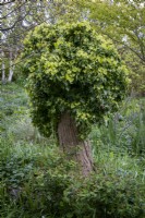 Old tree stump covered with Ivy, Hedera helix