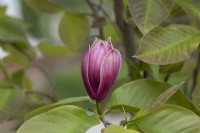 Magnolia 'Burgundy Spire'