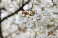 Prunus Taki-Nioi - Japanese Flowering Cherry blossom