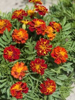 Tagetes patula Carmen, summer July