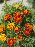 Tagetes patula Honeycomb, autumn September