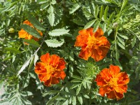 Tagetes patula Red Brocad, summer July