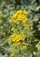 Tanacetum vulgare, summer August