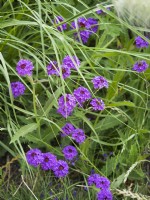 Verbena rigida, summer June