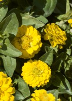 Zinnia elegans Liliputek Yellow, autumn October