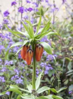 Fritillaria imperialis emerging among lunaria