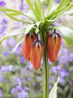 Fritillaria imperialis emerging among lunaria