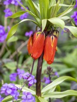 Fritillaria imperialis emerging among lunaria