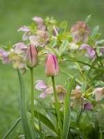 Pink combination of tulip and hellebore