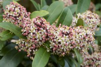 Skimmia japonica 'Rubella'