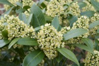 Skimmia x confusa 'Kew Green'