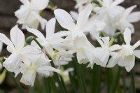 Narcissus 'Sailboat' with cups maturing from pale lemon to white