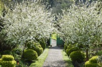 Apple blossom in the walled garden at Hartland Abbey in April