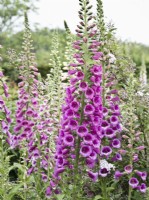 Digitalis purpurea Excelsior Hybrids - Foxglove