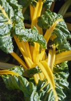 Chard 'Bright Lights' - August