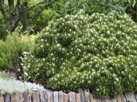 Pinus mugo 'Humpy' - June