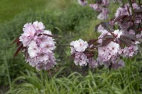 Prunus 'Royal Burgundy' at Winterbourne Botanic Garden, April