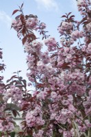 Prunus 'Royal Burgundy' at Winterbourne Botanic Garden, April