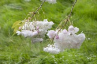 Prunus 'Shogetsu', April