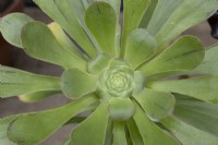 Aeonium arboreum 'Red Edge', April