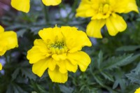 Marigold 'Bonanza Yellow'