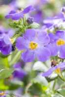 Bacopa megacopa 'Blue'