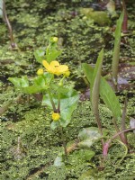 Marginal marsh marigolds in pond with duckweed