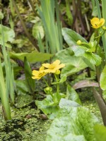 Marginal marsh marigolds in pond with duckweed