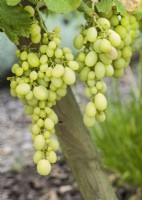 Vitis vinifera subsp. vinifera, summer August