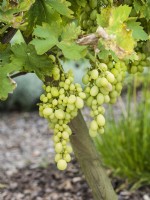 Vitis vinifera subsp. vinifera, summer August