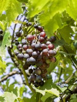 Vitis vinifera subsp. vinifera, summer August