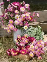 Xerochrysum bracteatum, summer August