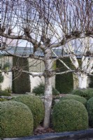 Pleached limes underplanted with plump box bushes at Ivy Croft garden in January