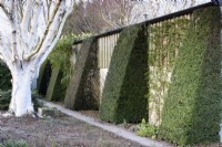 Yew buttresses against a garage at Ivy Croft in January