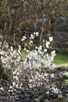 Honesty seedpods in January