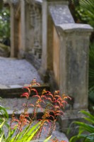 Chasmanthe aethiopica in foreground, classical stone steps behind