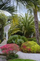 Phoenix canariensis beneath Chamaerops humilis, with evergreen Azaleas, semi tropical garden