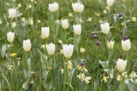 Tulipa 'Purissima' and N. 'W. P. Milner with Fritillaria meleagris growing in grass