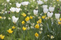 Tulipa 'Sylvestris', T. Purissima and Narcissus 'W. P. Milner' growing in grass