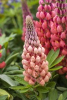Lupinus West Country 'Salmon Star'