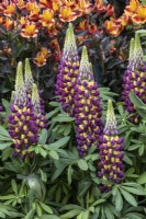 Lupinus 'Manhattan Lights'