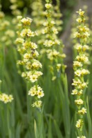 Sisyrinchium angustifolium 'Album' - in Summer