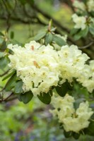 Rhododendron 'Moonshine Bright' - in Spring