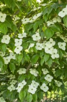 Cornus Kousa 'Wisley Queen' - in Summer