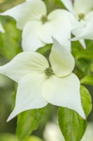 Cornus Kousa 'Moonbeam' - in Summer