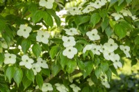 Cornus Kousa 'Wisley Queen' - Summer