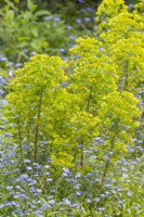 Euphorbia x martini flowering with Myosotis sylvatica in Spring - April